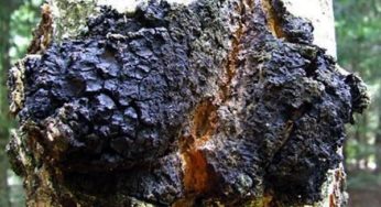 Three Benefits of the “King of Plants” Chaga Mushroom