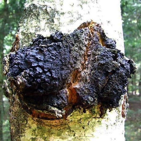 Three Benefits of the "King of Plants" Chaga Mushroom