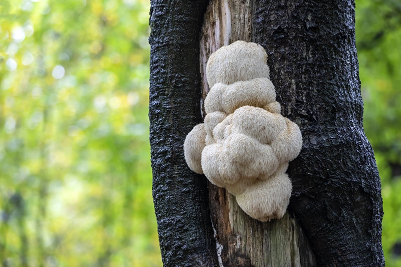 Lions Mane Mushroom Growing on a tree