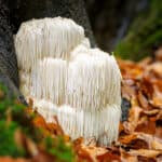 Lion's Mane Mushroom (Hericium Erinaceus) in the Forest