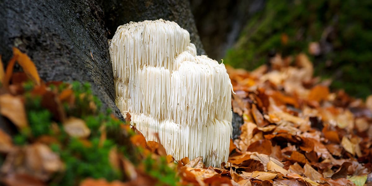 5 Ways in Which Lion’s Mane Mushroom is Good for Your Mental and Physical Stamina