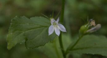 Lobelia: The Potent Antispasmodic Herb