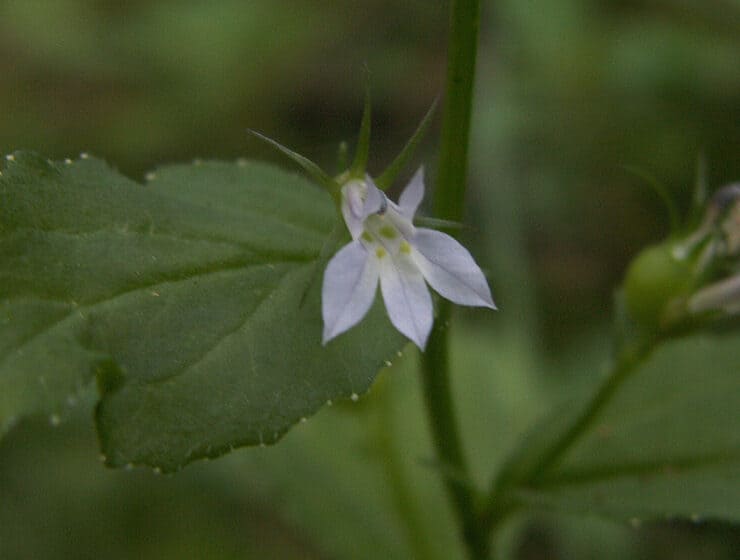 Lobelia Inflata Growing Wild In Lebanon