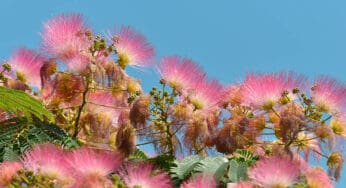 Mimosa: The Tree of Happiness