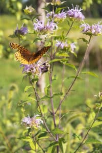 Aviva skye tilson garden