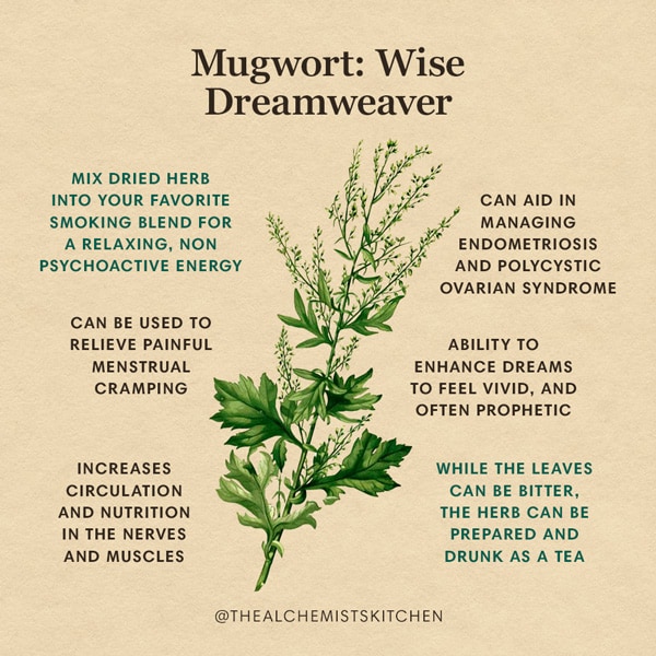 Mugwort Herb Benefits Infographic