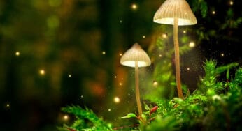 Psychedelic Ceremony: Psilocybin Mushroom Magic