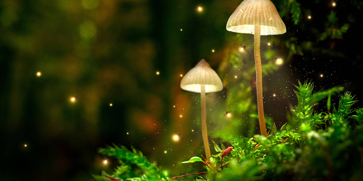 Psychedelic Ceremony Psilocybin Mushroom Magic