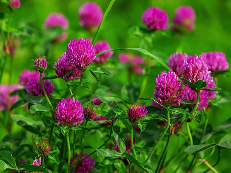 Red Clover In Field