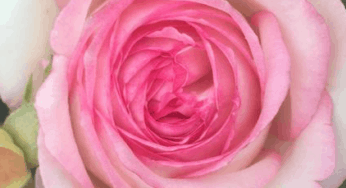 Rose: The Flower of Love