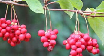 Schisandra: The Five-Flavor Fruit