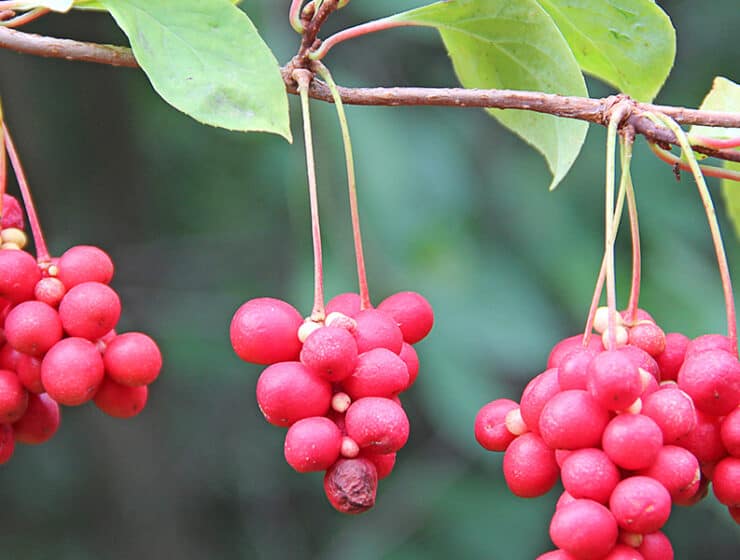 Schisandra Berries Hanging On Vine