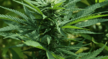 Alchemist’s Kitchen Plant Alchemy Partners with NY-Based Hudson Hemp