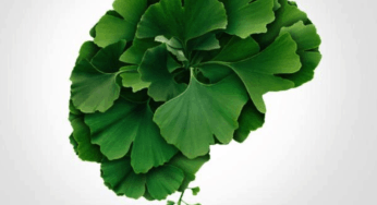 Think Sharper With These 5 Herbs for Brain Power