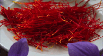 Saffron: An Ancient Healing Ally