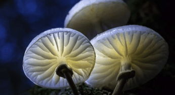 Scorpio Full Moon: Intimacy + Deep Transformation