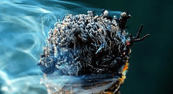 Sacred Herbs for Sacred Space: A Talk with Nicole Adriana Casanova