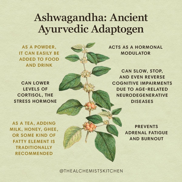 Ashwagandha Herb Benefits Infographic