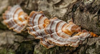 Turkey Tail: The Multifaceted Medicinal Mushroom