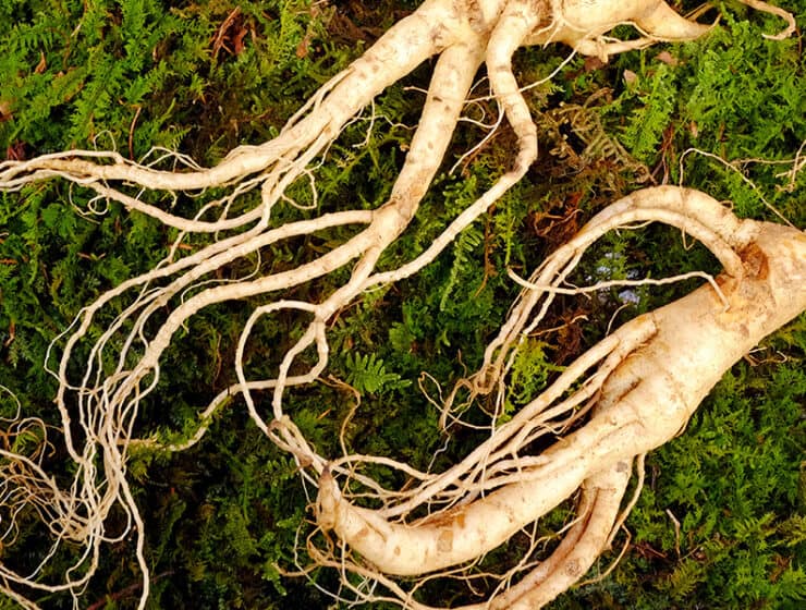 Wild Korean Ginseng | Alchemy | The Alchemists Kitchen