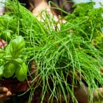 Women Holding Herbs For Heart