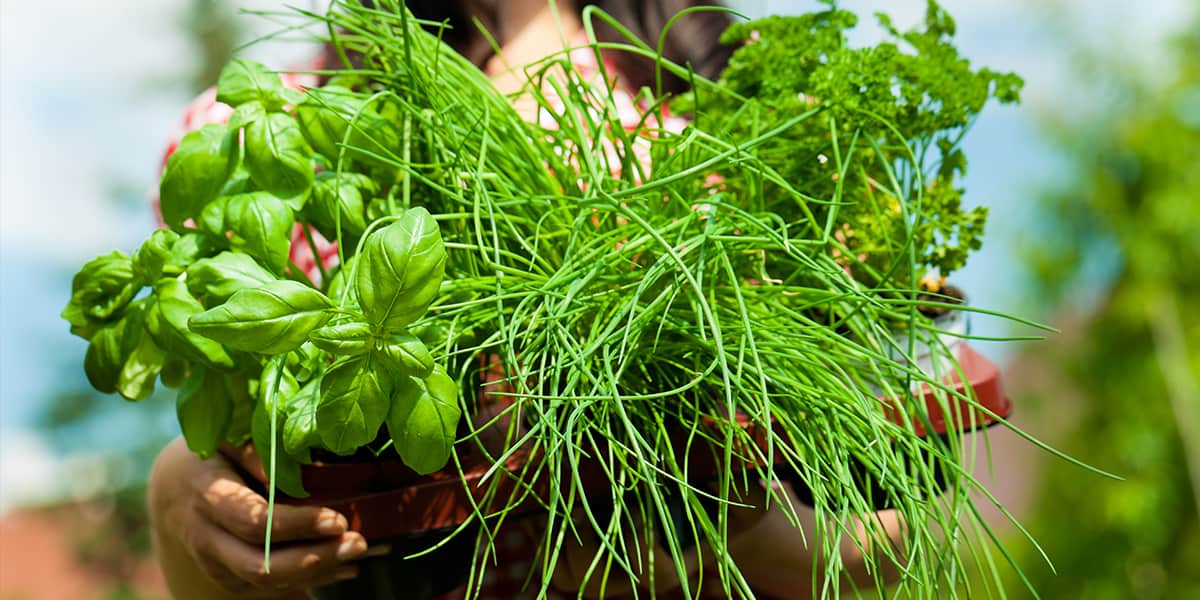 Women Holding Herbs For Heart