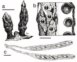 Xylaria Mushroom