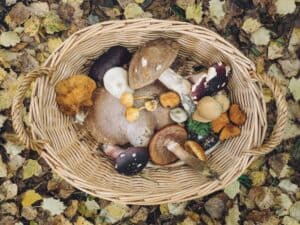 Mushrooms in a basket that can help with immunity boosting.