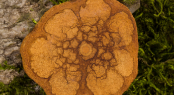 Can Sacred Earth Medicines Help Cultivate Gratitude?