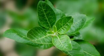 Ashwagandha: The Superstar Herb