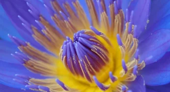 Tap Into Your Subconscious Mind with Dream Journaling and Blue Lotus