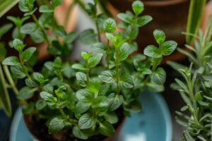 Delicious Herbalism: Chocolate Mint - The Alchemist's Kitchen