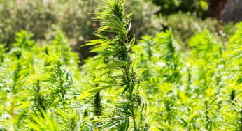 CBD Drug Interactions: What You Need to Know