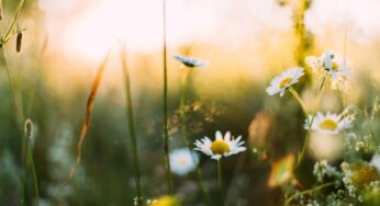 Ostara: The Vernal Equinox
