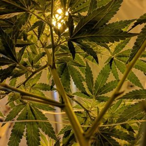 CBD vs THC: Get to Know the Plant