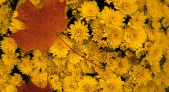A Floral Fall Treasure: Chrysanthemum in Bloom