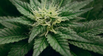 Ancient History of Cannabis Use