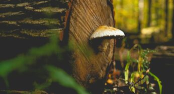 Making Mushroom Logs: Grow Your Own!