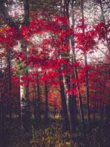 red fall woods