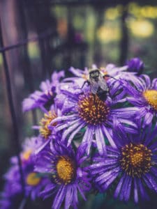 new england aster and bee