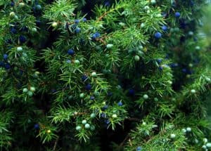 juniper bush