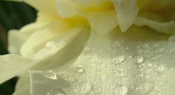 DIY Hydrosols: How To Make Flower Water at Home