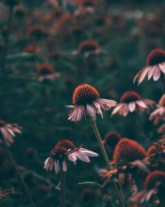 Echinacea: Herbal Immune Support