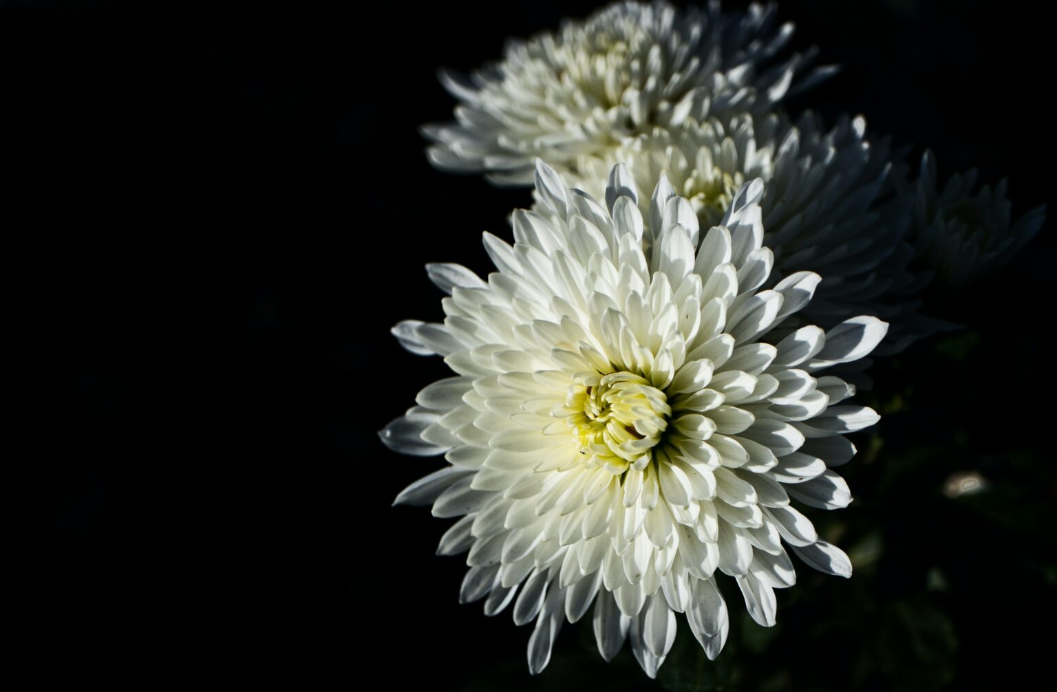 A Floral Fall Treasure Chrysanthemum in Bloom The Alchemist's Kitchen