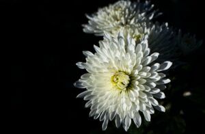 White chrysanthemum in bloom