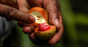 Nutmeg: The Herb for Warmth and Sensuality