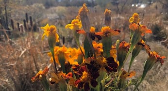 The Astrology of November 2019: Liberating Through Intimacy
