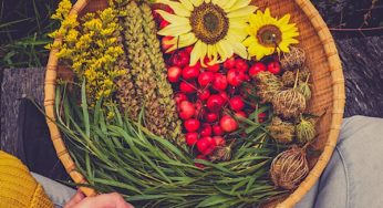 Foraging in the Woods: What to Look for this Fall