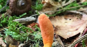 Stalking the Wild Cordyceps at MycoFest