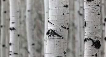 Eir the Goddess of Medicine & Important Norse Healing Trees